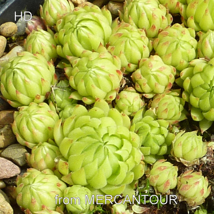 globiferum ssp. allionii from Mercantour