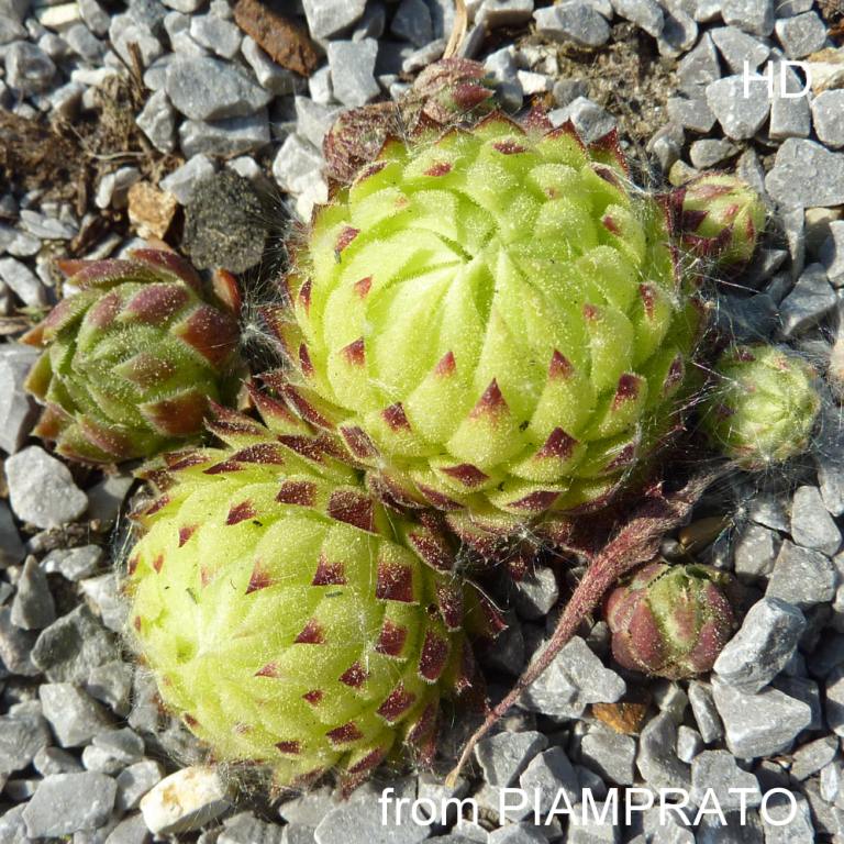 globiferum ssp. allionii from Piamprato
