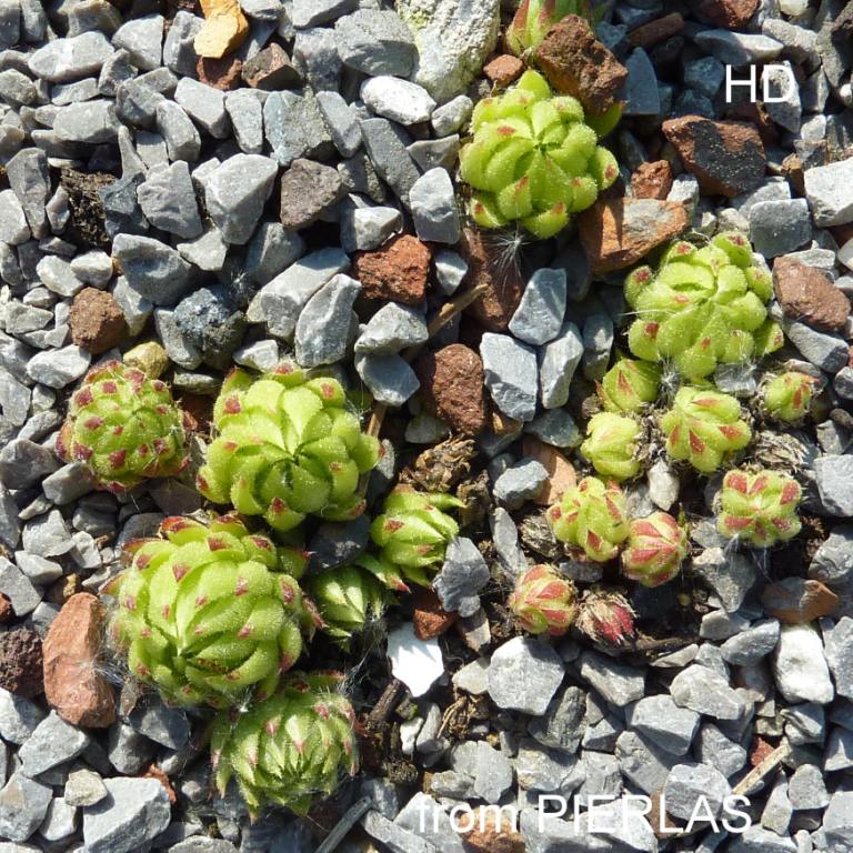 globiferum ssp. allionii from Pierlas