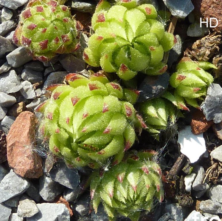 globiferum ssp. allionii from Pierlas