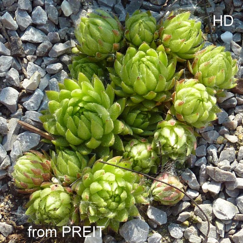 globiferum ssp. allionii from Preit