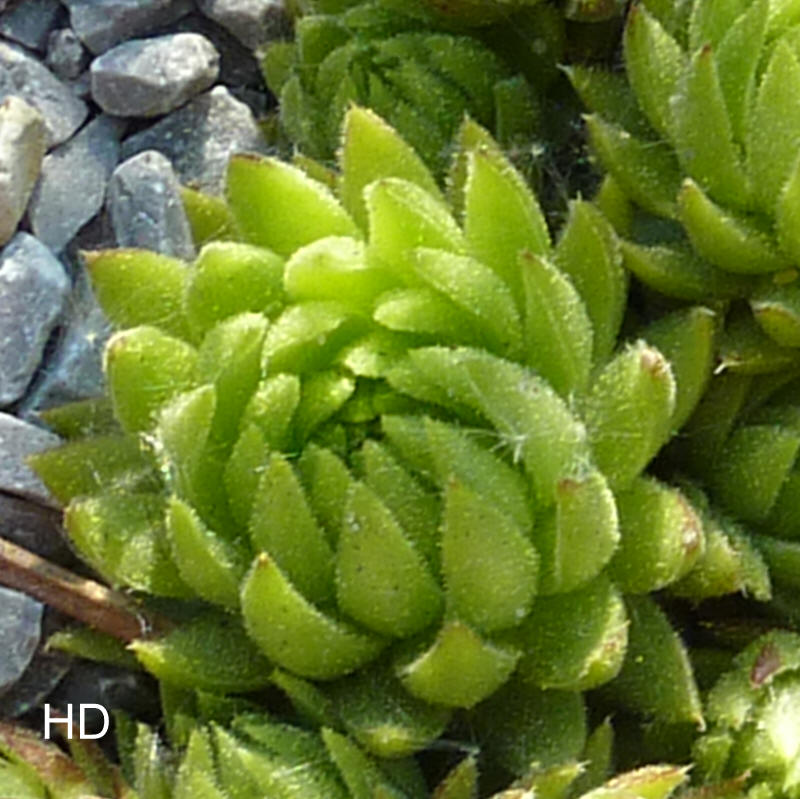 globiferum ssp. allionii from Preit