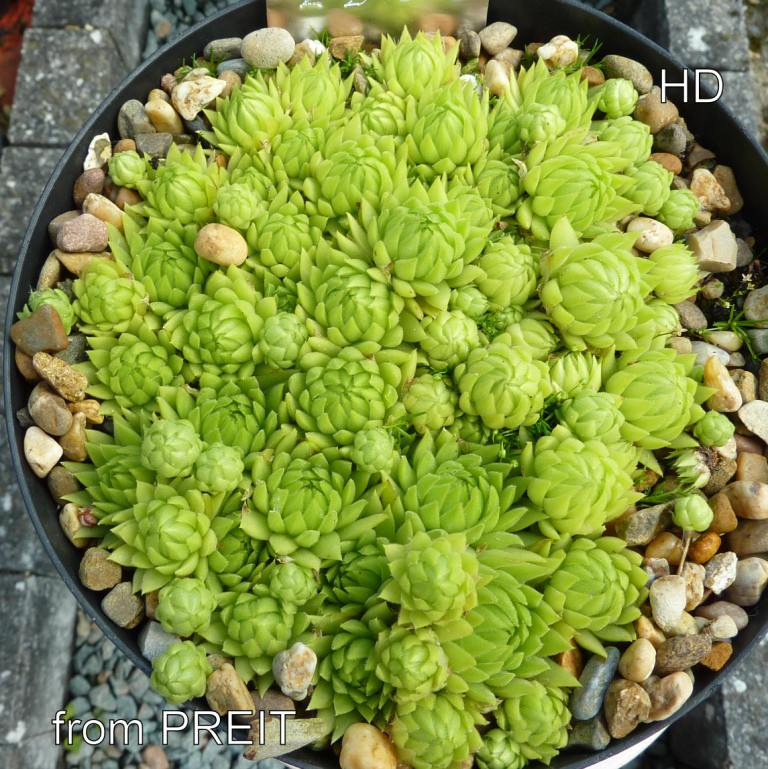 globiferum ssp. allionii from Preit