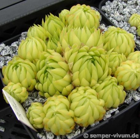 globiferum ssp. allionii from Preit