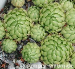 globiferum ssp. allionii from Preit