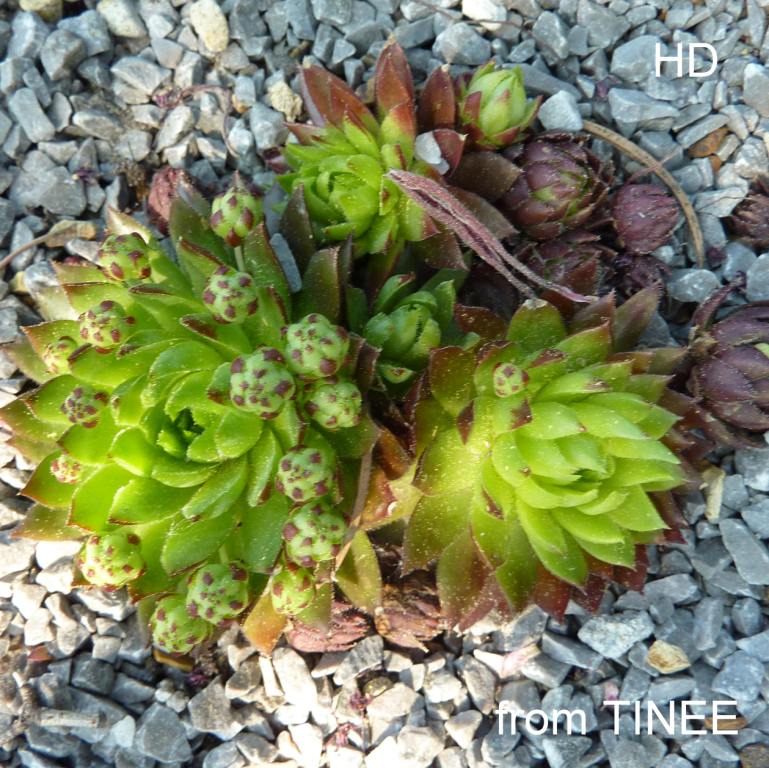 globiferum ssp. allionii from Tinée