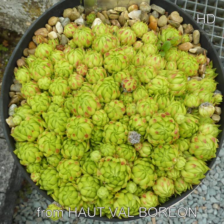 globiferum ssp. allionii from Val du Haut Boréon
