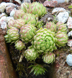 globiferum ssp. allionii