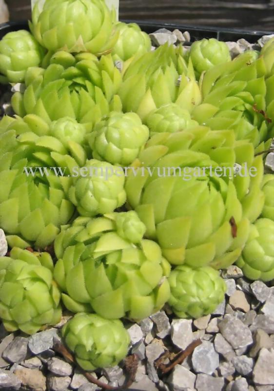 globiferum ssp. allionii