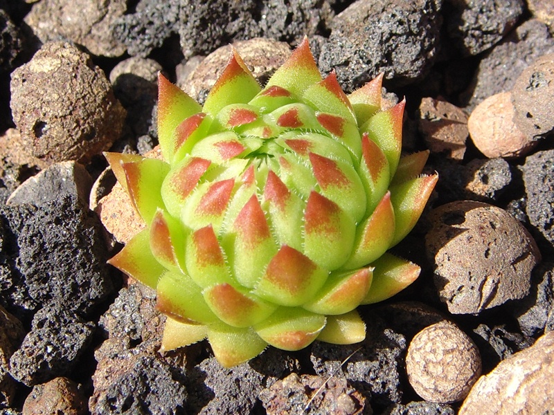 globiferum ssp. arenarium from Croce Carnico