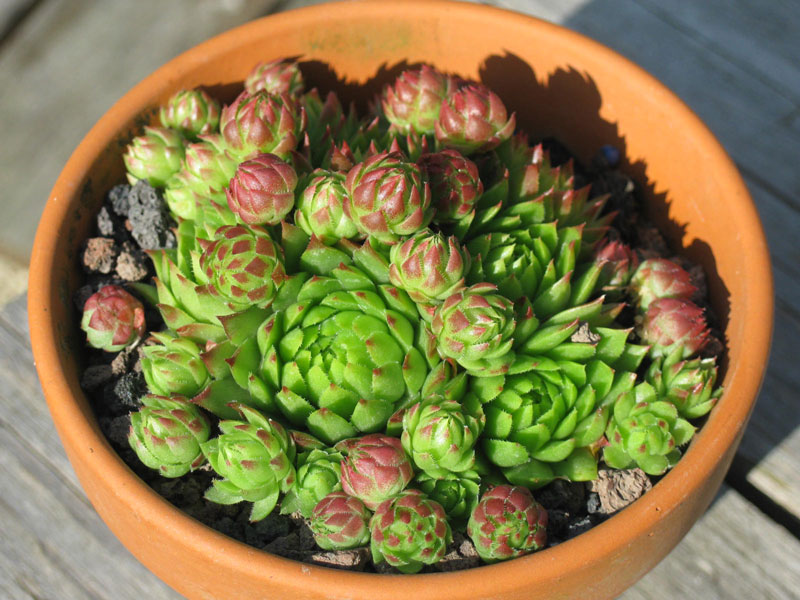 globiferum ssp. arenarium from Croce Carnico
