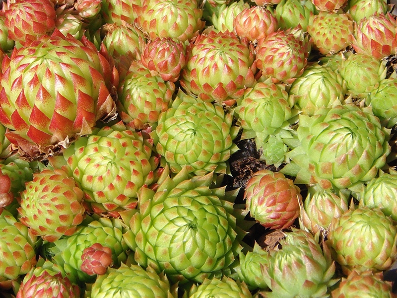 globiferum ssp. arenarium from Croce Carnico