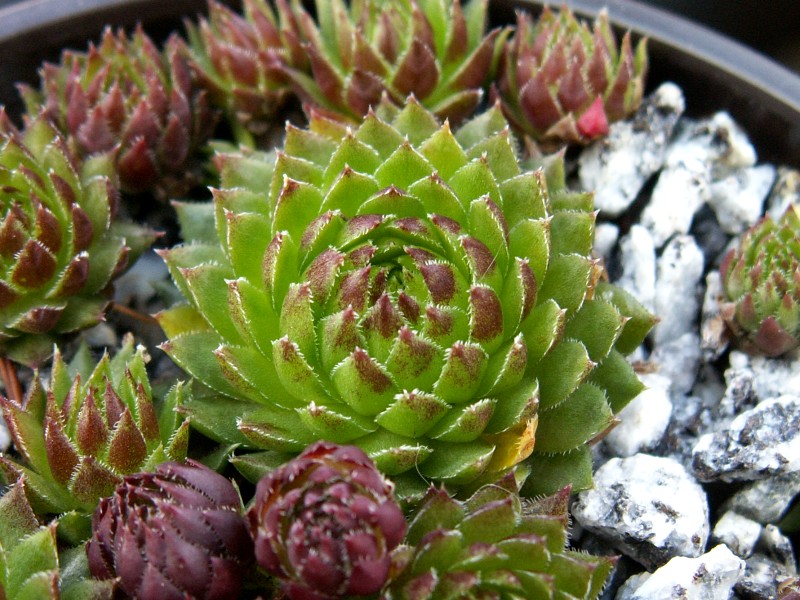 globiferum ssp. arenarium from Croce Carnico