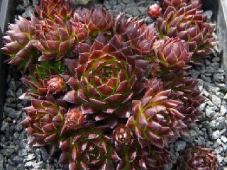 globiferum ssp. arenarium from Croce Carnico