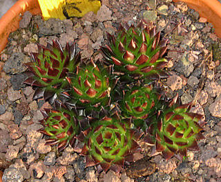 globiferum ssp. arenarium from Croce Carnico