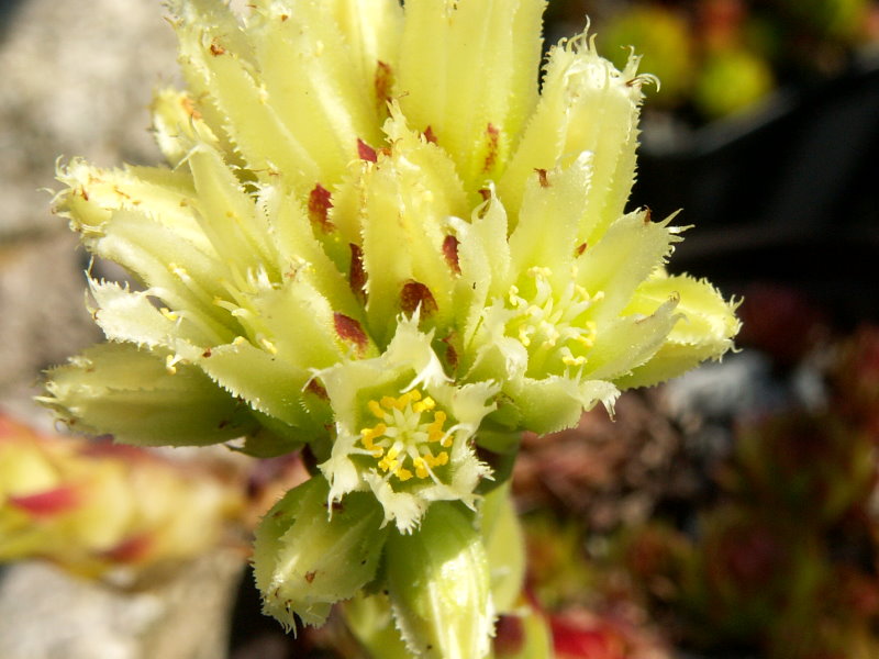 globiferum ssp. arenarium from Croce Carnico