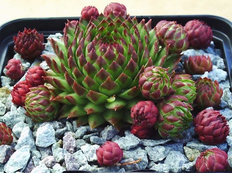 globiferum ssp. arenarium from Croce Carnico