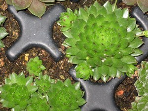 globiferum ssp. arenarium from Croce Carnico