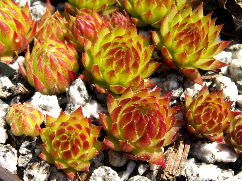 globiferum ssp. arenarium from Croce Carnico