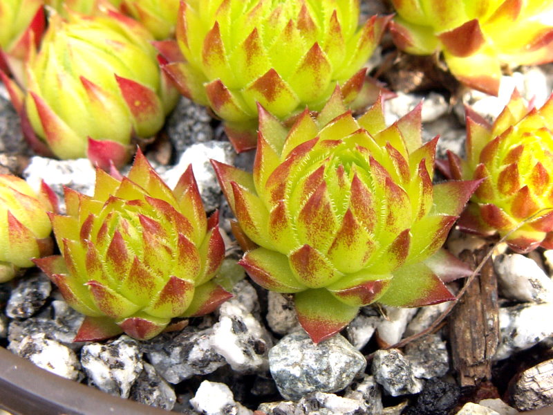 globiferum ssp. arenarium from Croce Carnico