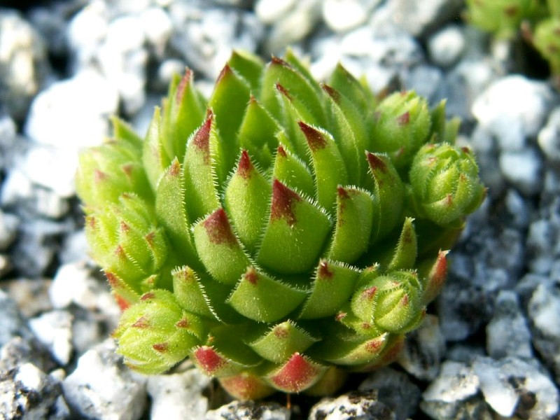 globiferum ssp. arenarium from Croce Carnico