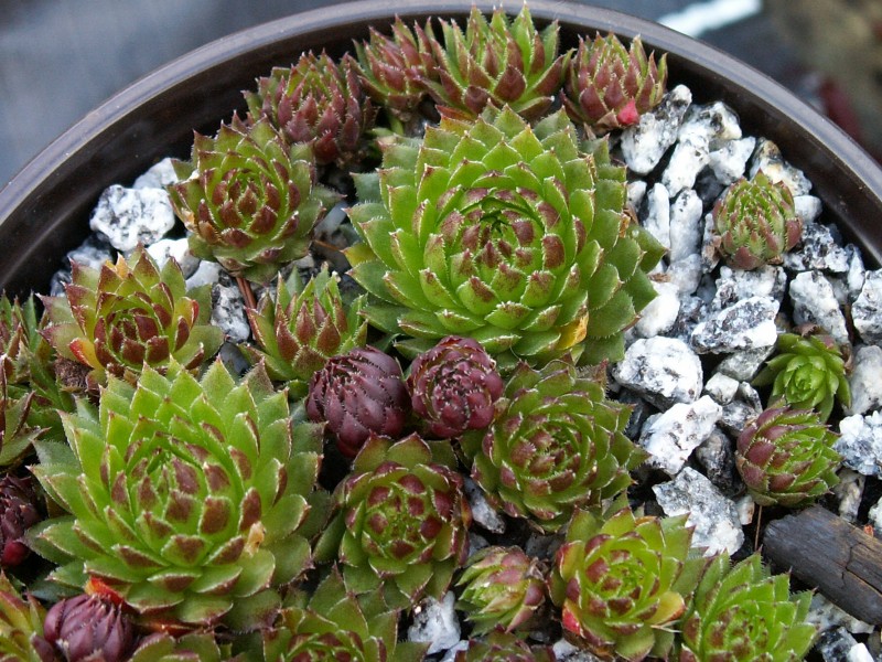 globiferum ssp. arenarium from Croce Carnico