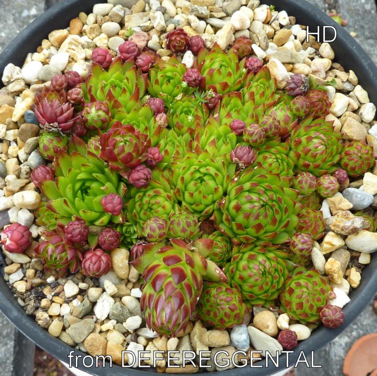 globiferum ssp. arenarium from Defereggental