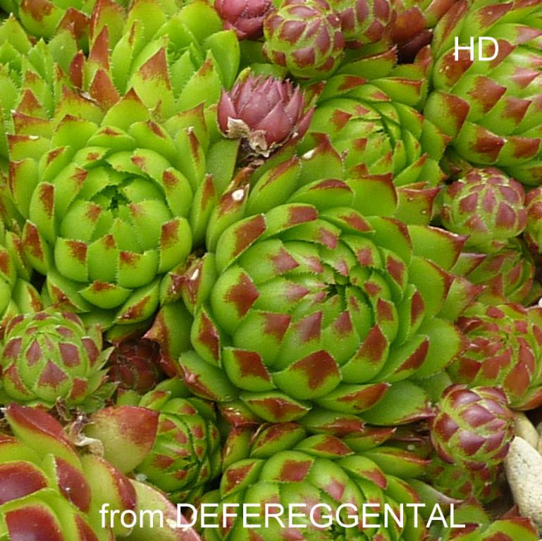 globiferum ssp. arenarium from Defereggental
