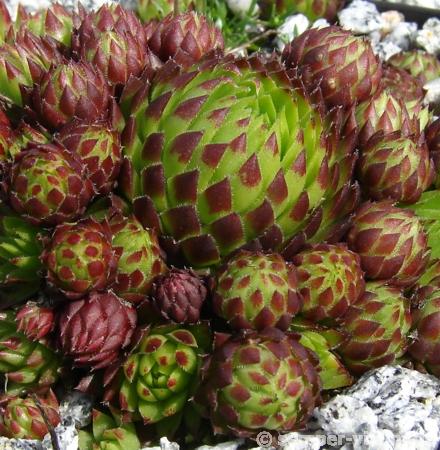 globiferum ssp. arenarium from Eisentratten
