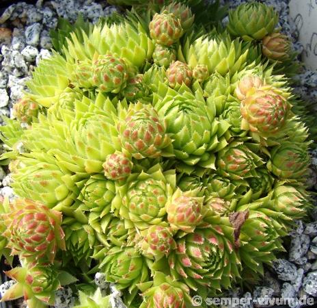 globiferum ssp. arenarium from Eisentratten