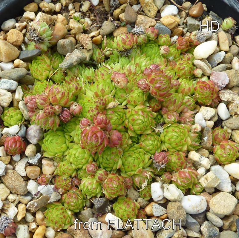globiferum ssp. arenarium from Flattach