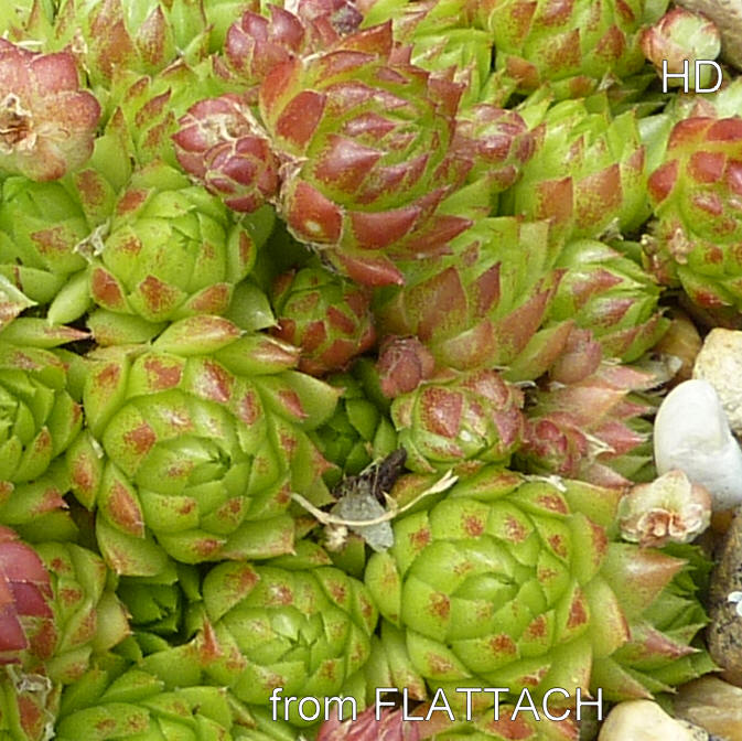 globiferum ssp. arenarium from Flattach