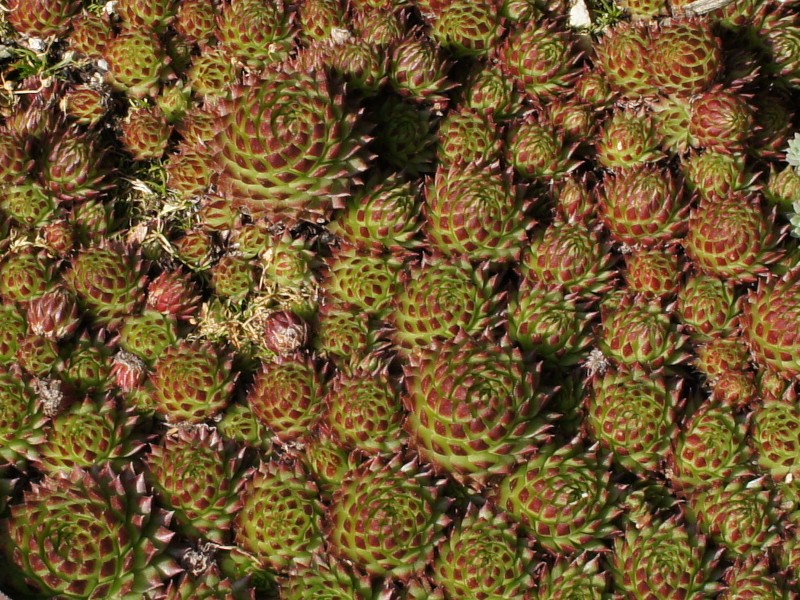 globiferum ssp. arenarium from Goldeck