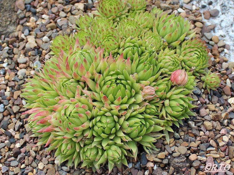 globiferum ssp. arenarium from Goldeck
