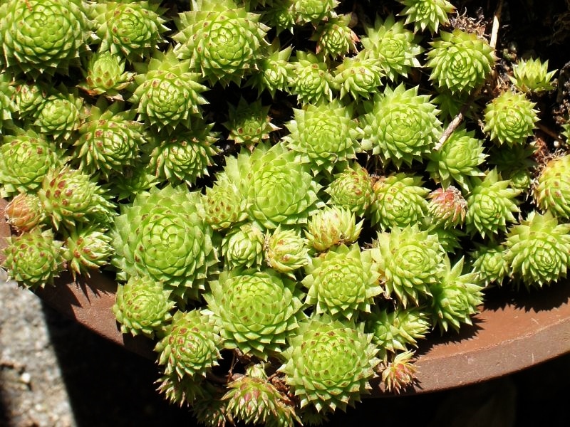 globiferum ssp. arenarium from Goldeck
