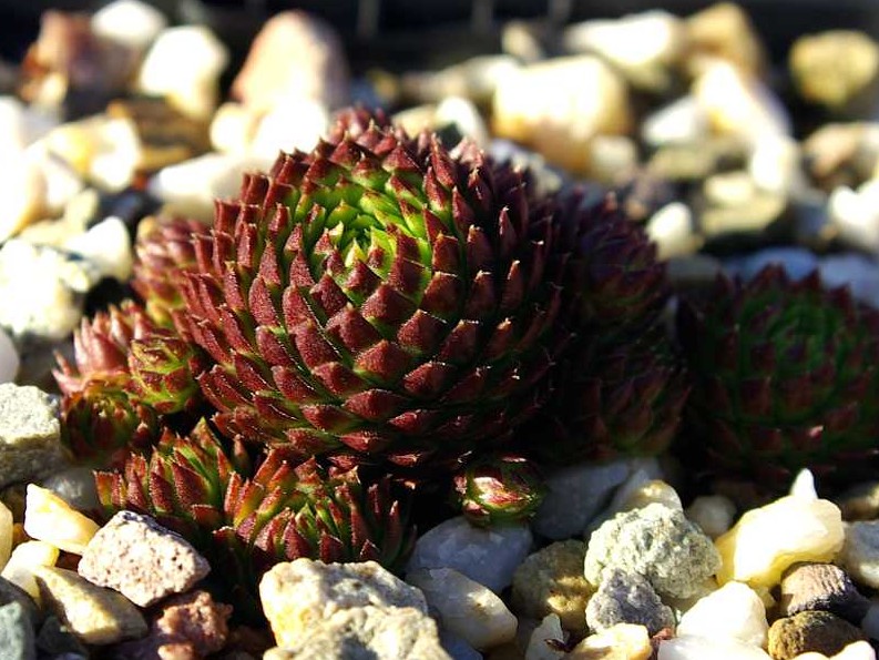 globiferum ssp. arenarium from Goldeck