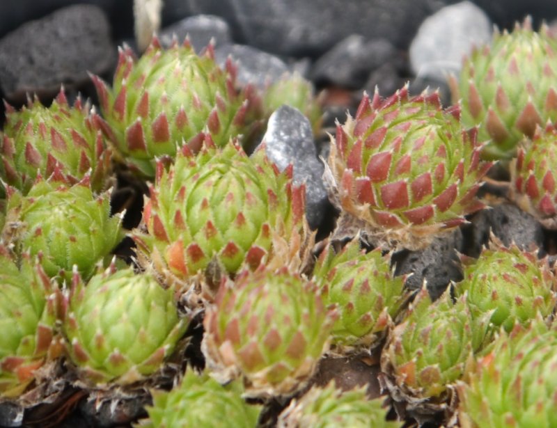 globiferum ssp. arenarium from Klomnock
