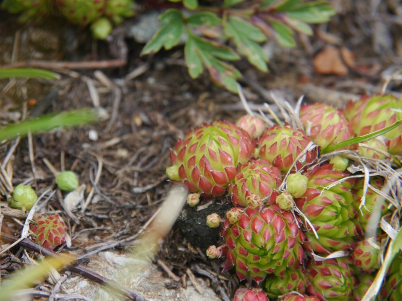 globiferum ssp. arenarium from Klomnock