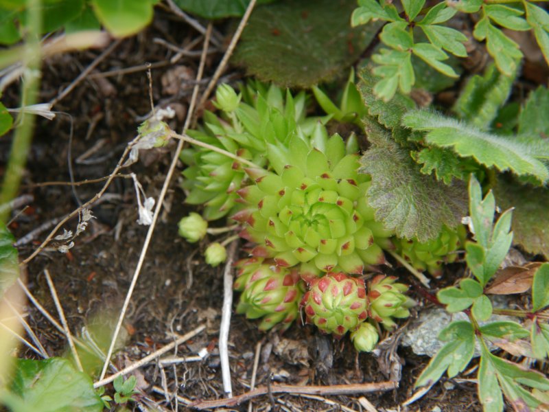 globiferum ssp. arenarium from Klomnock