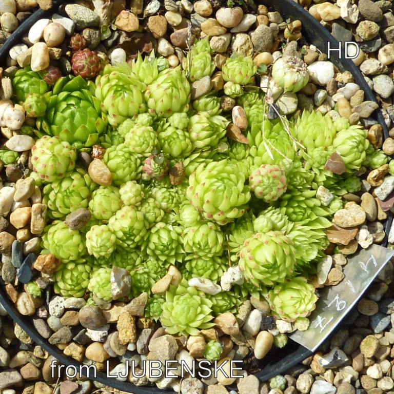globiferum ssp. arenarium from Ljubenske Rastke
