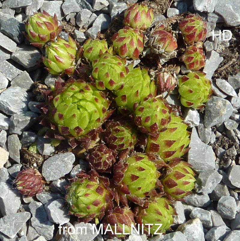 globiferum ssp. arenarium from Mallnitz