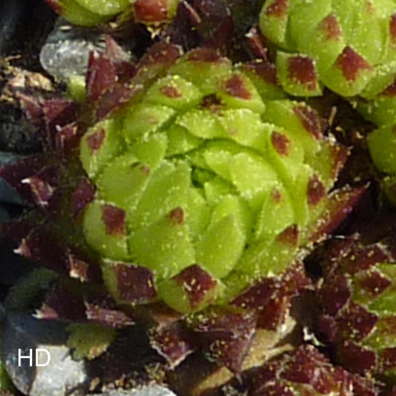 globiferum ssp. arenarium from Mallnitz