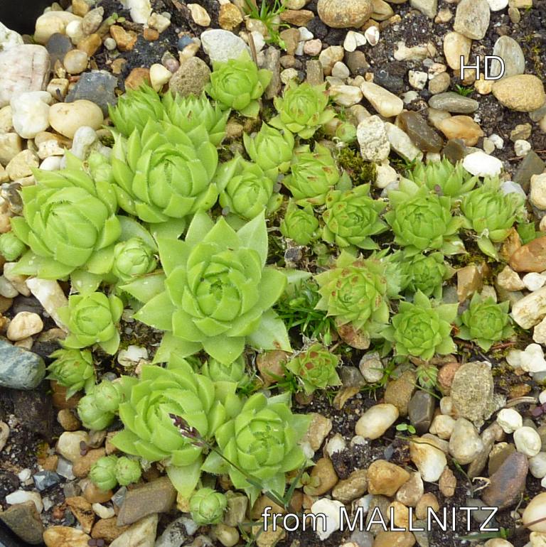 globiferum ssp. arenarium from Mallnitz