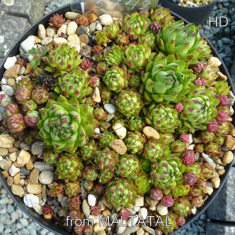 globiferum ssp. arenarium from Maltatal, 830m