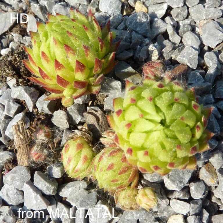 globiferum ssp. arenarium from Maltatal, 850m (A)