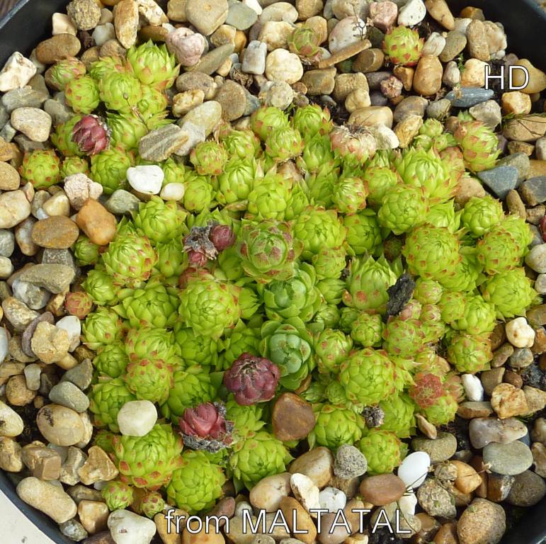 globiferum ssp. arenarium from Maltatal, 850m (A)