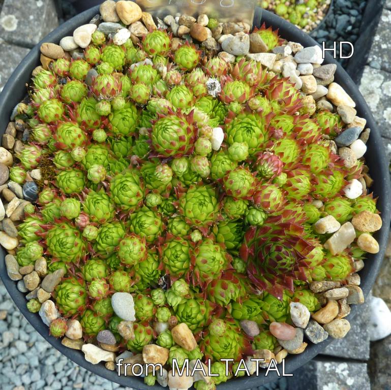 globiferum ssp. arenarium from Maltatal, 850m (B)