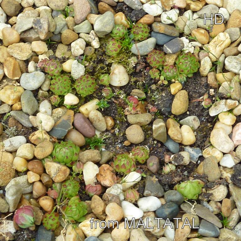 globiferum ssp. arenarium from Maltatal, 850m
