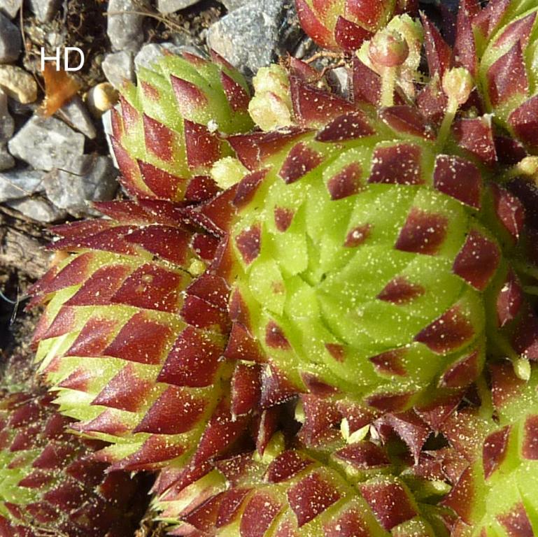 globiferum ssp. arenarium from Maltatal, 870m