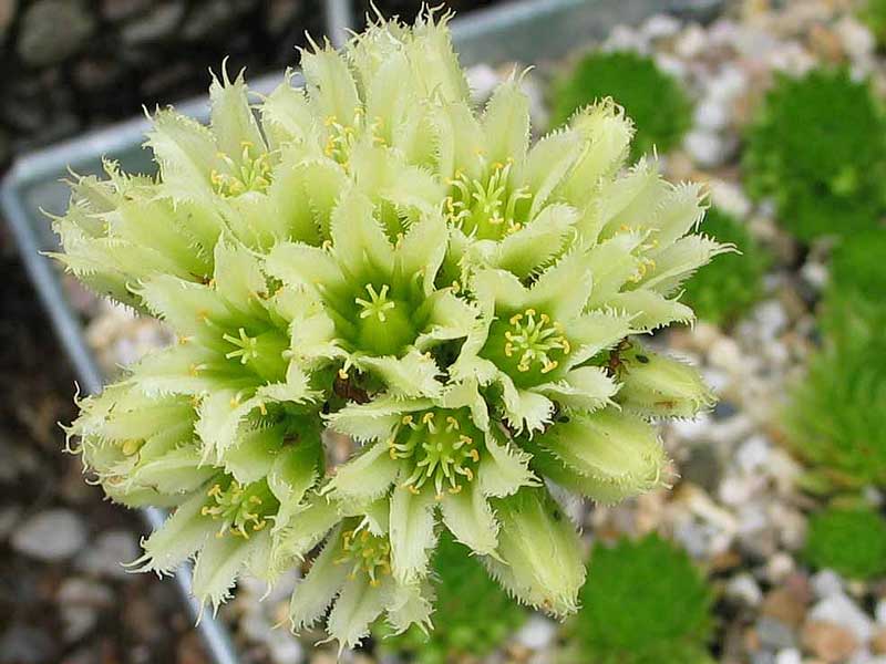 globiferum ssp. arenarium from Muraz